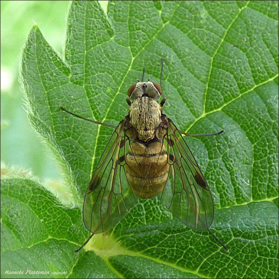 Weer een andere vlieg